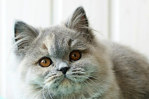 Британская кошка