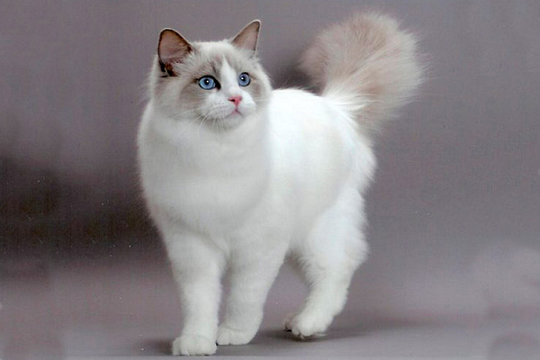 Кошка породы рэгдолл