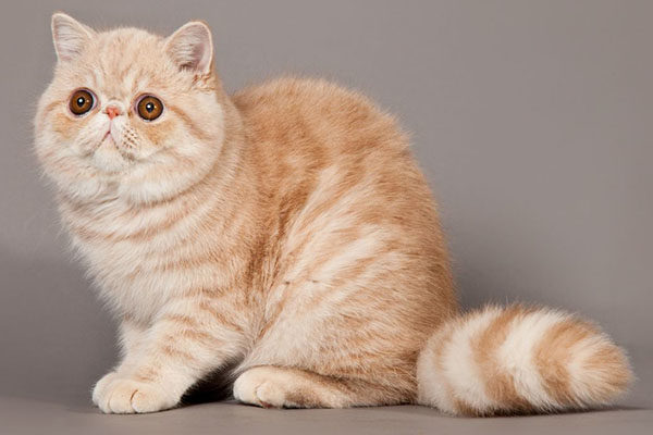 Кошка породы Экзот