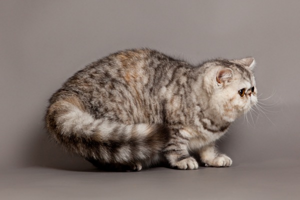 Экзотическая короткошерстная кошка Экзотическая короткошерстная кошка