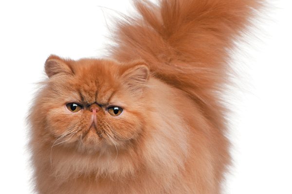 Персидская кошка Персидская кошка
