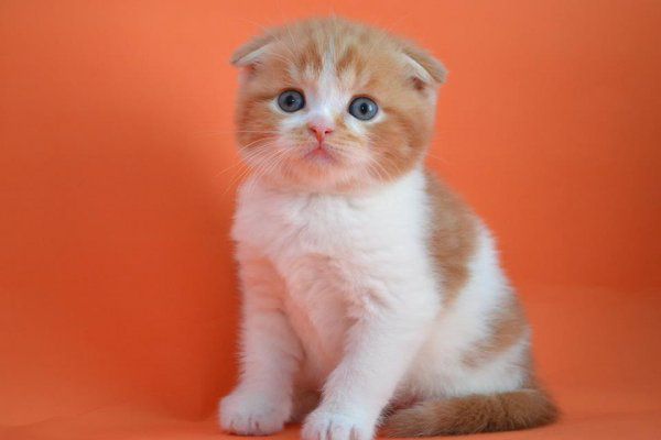Шотландская кошка Шотландская кошка