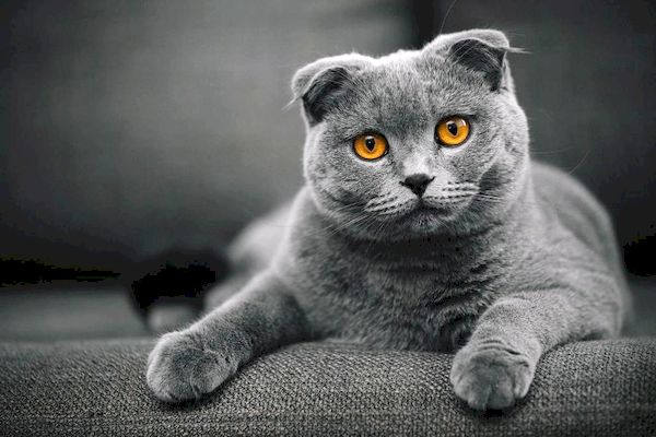 Шотландская кошка