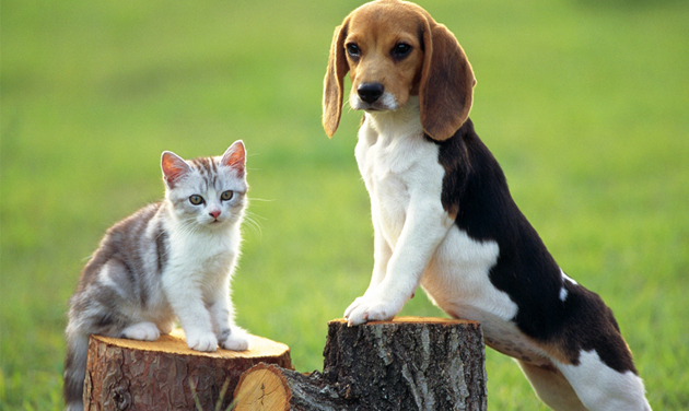 cat_and_dog