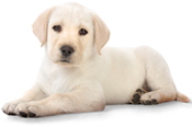 puppy